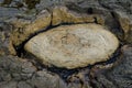 Fossilized tree in Curio Bay.