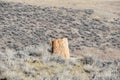 A fossilized tree stump in wyoming Royalty Free Stock Photo