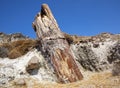 A fossilized tree trunk from the UNESCO Geopark \