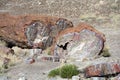 Fossilized Tree Trunks from the Triassic Period