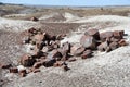 Fossilized Tree Trunks from the Triassic Period