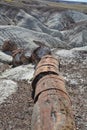 Fossilized Tree Trunks from the Triassic Period