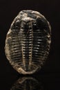 Fossilized Trilobite Closeup Royalty Free Stock Photo