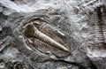 Fossilized trilobites Royalty Free Stock Photo