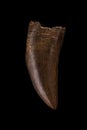 Fossilized Tyrannosaur Nanotyrannus Tooth on black background