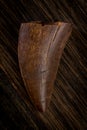 Fossilized Tyrannosaur Tooth, Likely Daspletosaurus