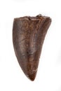 Fossilized Tyrannosaur Tooth, Likely Daspletosaurus, on white ba