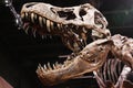 Fossilized Tyrannosaurus Skull With Mouth Open