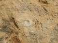 Fossilized white clam embedded in brown stone.