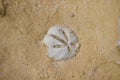 Fossilized white sea urchin embedded in brown stone.