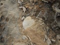 Fossilized white sea urchin embedded in brown stone.