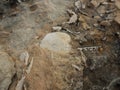 Fossilized white sea urchin embedded in brown stone.