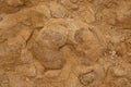 Fossils of ammonites in the Ammonites Wall in Ramon Crater, Israel Royalty Free Stock Photo