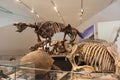 Fossilized skeletons of ancient ice age creatures preserved as stone and displayed in a natural history museum. Royalty Free Stock Photo