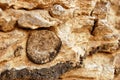 Fossils from the Devonian Era