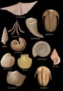 Fossils