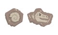 Fossils of dinosaurs skeleton and snails shells set. Sections with bones of prehistoric creatures cartoon vector