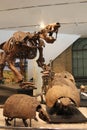 Fossilized skeletons of extinct animal life forms from the ice age preserved in stone and displayed in a museum. Royalty Free Stock Photo