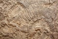 fossils imprinted on ancient rock texture Royalty Free Stock Photo