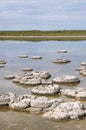 Fossils: Lake Thetis, Western Australia Royalty Free Stock Photo