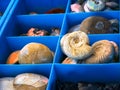 Fossils on the market in Fuengirola on the Costa del Sol Spain Royalty Free Stock Photo