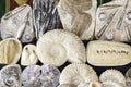 Fossils in an old market