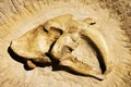 Fossils predators Royalty Free Stock Photo