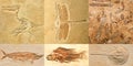 Fossils Royalty Free Stock Photo