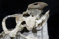 Fossils of Protoceratops found in Mongolia Gobi Desert