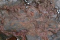 Fossils in the rock formations at Gondwana Coast in New South Wales, Australia