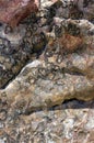 Fossils in rocks, Brachina Gorge, SA, Australia Royalty Free Stock Photo