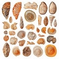 Fossils Set, Archeologic Fossil Dig Collection Isolated, Fossilized Prints of Prehistoric Plants and Animals