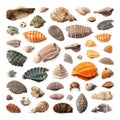 Fossils Set, Archeologic Fossil Dig Collection Isolated, Fossilized Prints of Prehistoric Plants and Animals