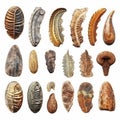 Fossils Set, Archeologic Fossil Dig Collection Isolated, Fossilized Prints of Prehistoric Plants and Animals