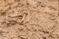 Fossils of short necked giraffe - Sivathere - at excavation pit in West Coast Fossil Park, South Africa