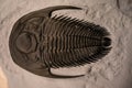 Fossils trilobit Arctinurus boltoni from Silurian period: 400 millions years Royalty Free Stock Photo