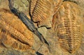 Fossils - Trilobite Royalty Free Stock Photo