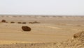 Fossils in wadi al-hitan, whale valley at al fayoum in Egypt