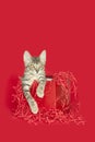 Small tabby Kitten playing inside of a red gift box Royalty Free Stock Photo