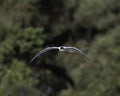 A Foster\'s Tern in Flight somewhere in SF Bay Area sky Royalty Free Stock Photo