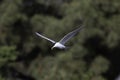 A Foster\'s Tern in Flight somewhere in SF Bay Area sky Royalty Free Stock Photo