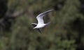A Foster\'s Tern in Flight somewhere in SF Bay Area sky Royalty Free Stock Photo