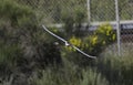 A Foster\'s Tern in Flight somewhere in SF Bay Area sky Royalty Free Stock Photo