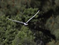 A Foster\'s Tern in Flight somewhere in SF Bay Area sky Royalty Free Stock Photo
