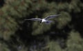 A Foster\'s Tern in Flight somewhere in SF Bay Area sky Royalty Free Stock Photo