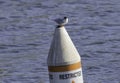 A foster\'s tern on the top of a buoy Royalty Free Stock Photo