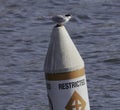 A foster\'s tern on the top of a buoy Royalty Free Stock Photo