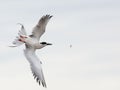 Foster's tern hovering while fishing Royalty Free Stock Photo