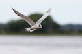 Foster's tern hovering while fishing Royalty Free Stock Photo