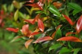 Fothinia glabras pucuk merah leaves backgroud